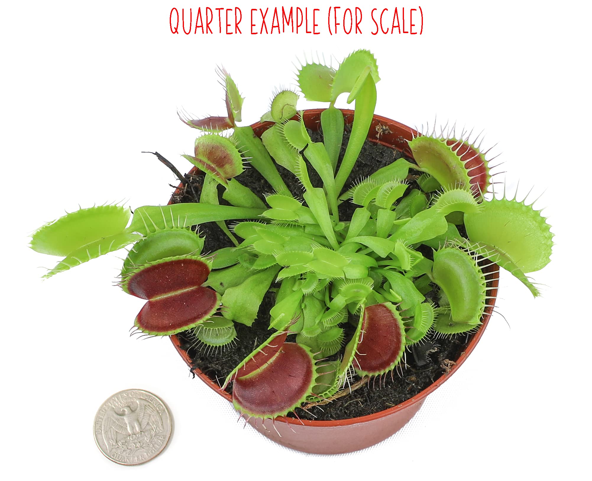 Plants for Pets Venus Fly Trap close-up of jaw-like traps ready to catch pests.