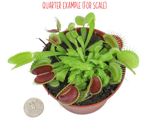 Plants for Pets Venus Fly Trap close-up of jaw-like traps ready to catch pests.