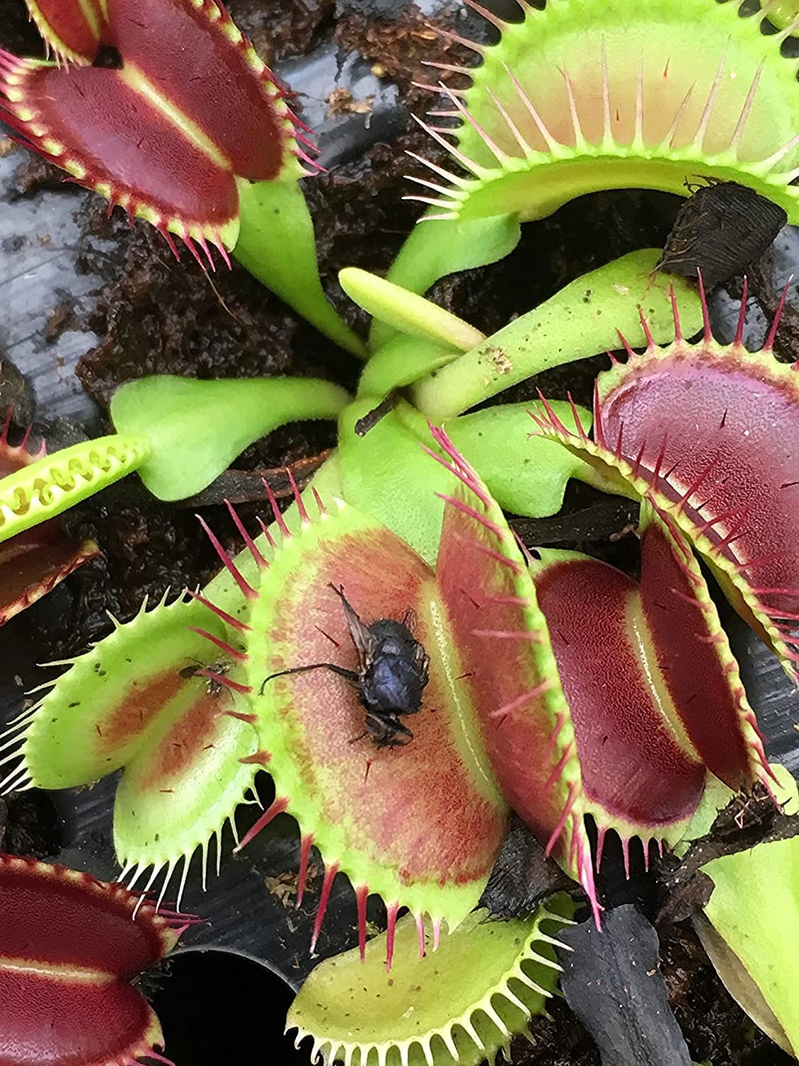 Plants for Pets Venus Fly Trap on a desk enhances learning and curiosity.