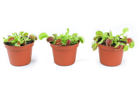 Plants for Pets Venus Fly Trap as a thoughtful gift for plant lovers.