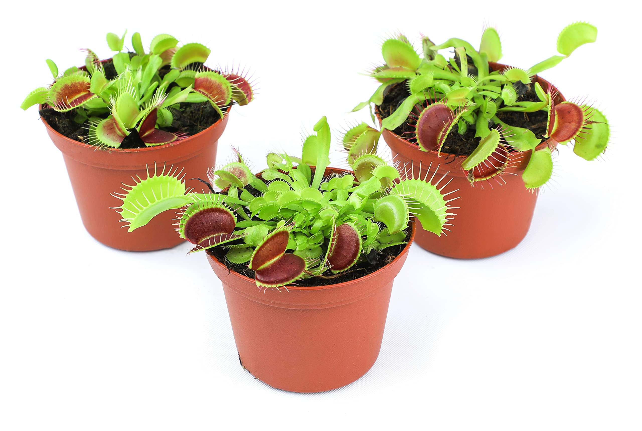 Plants for Pets Venus Fly Trap with green leaves brightens indoor spaces.