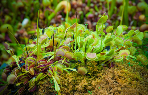 Plants for Pets Venus Fly Trap in planter creates eye-catching home decor.