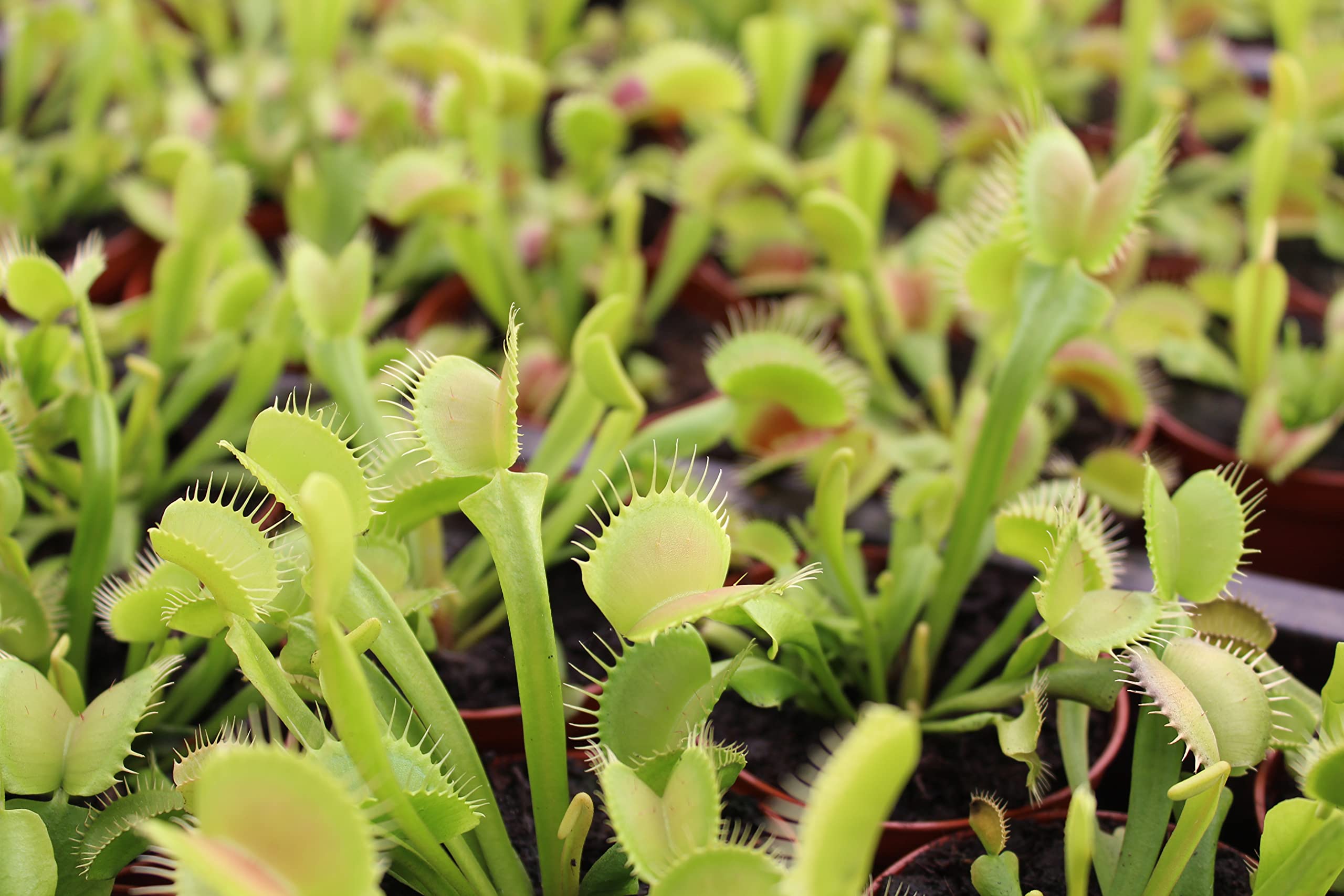 Plants for Pets Venus Fly Trap in terrarium makes a captivating live display.