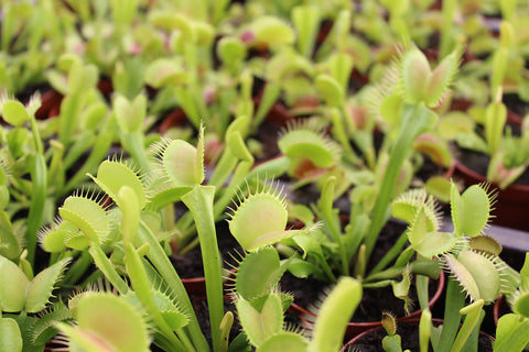 Plants for Pets Venus Fly Trap in terrarium makes a captivating live display.