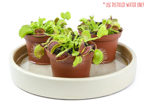 Plants for Pets Venus Fly Trap red-inside traps add dramatic color to any display.