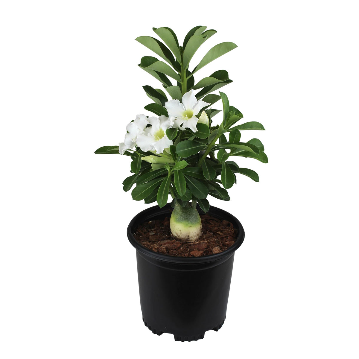 Plants for Pets white desert rose bloom in 1-gallon pot for sunny indoor display