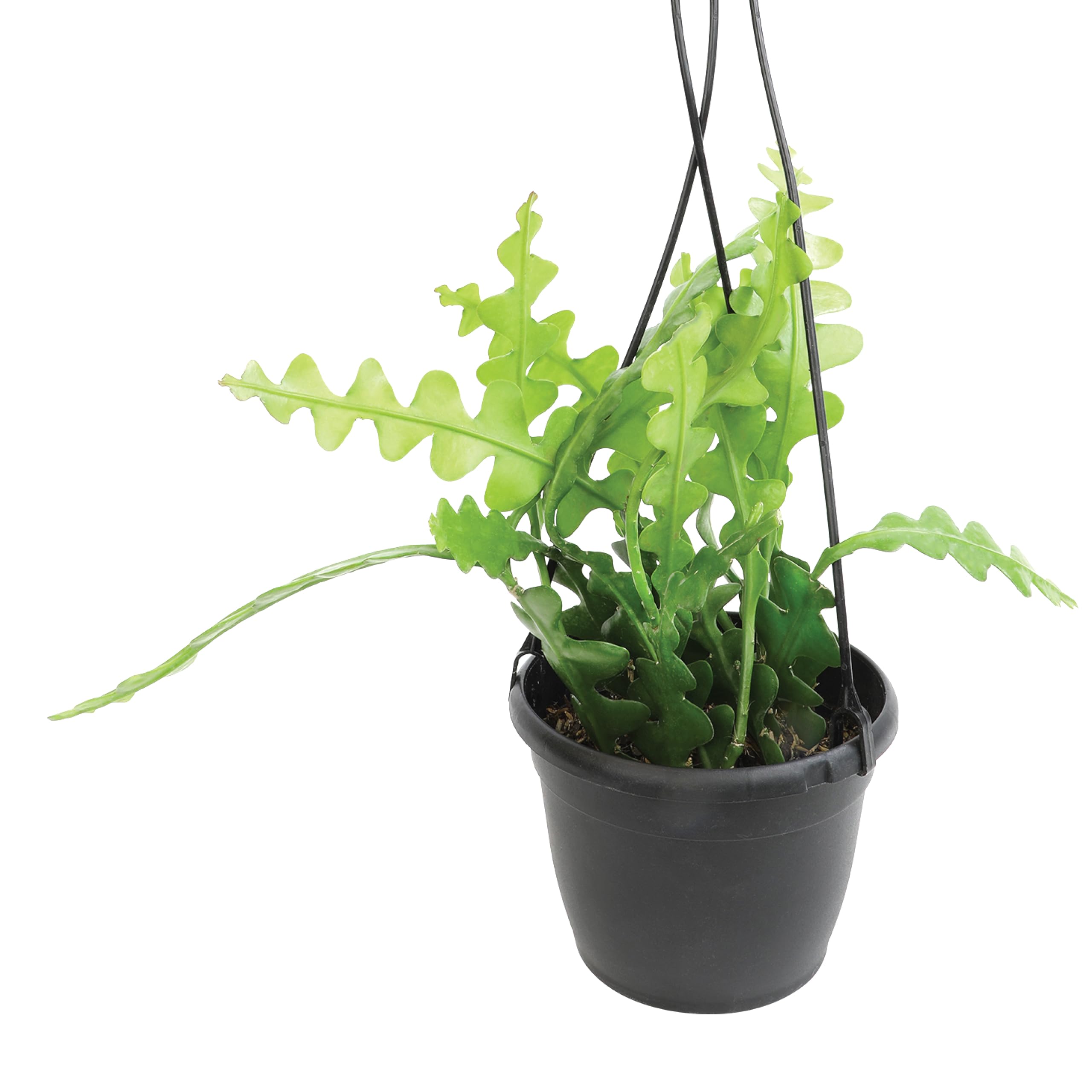 Plants for Pets Zigzag Fishbone Cactus in a hanging basket, ideal indoor display.