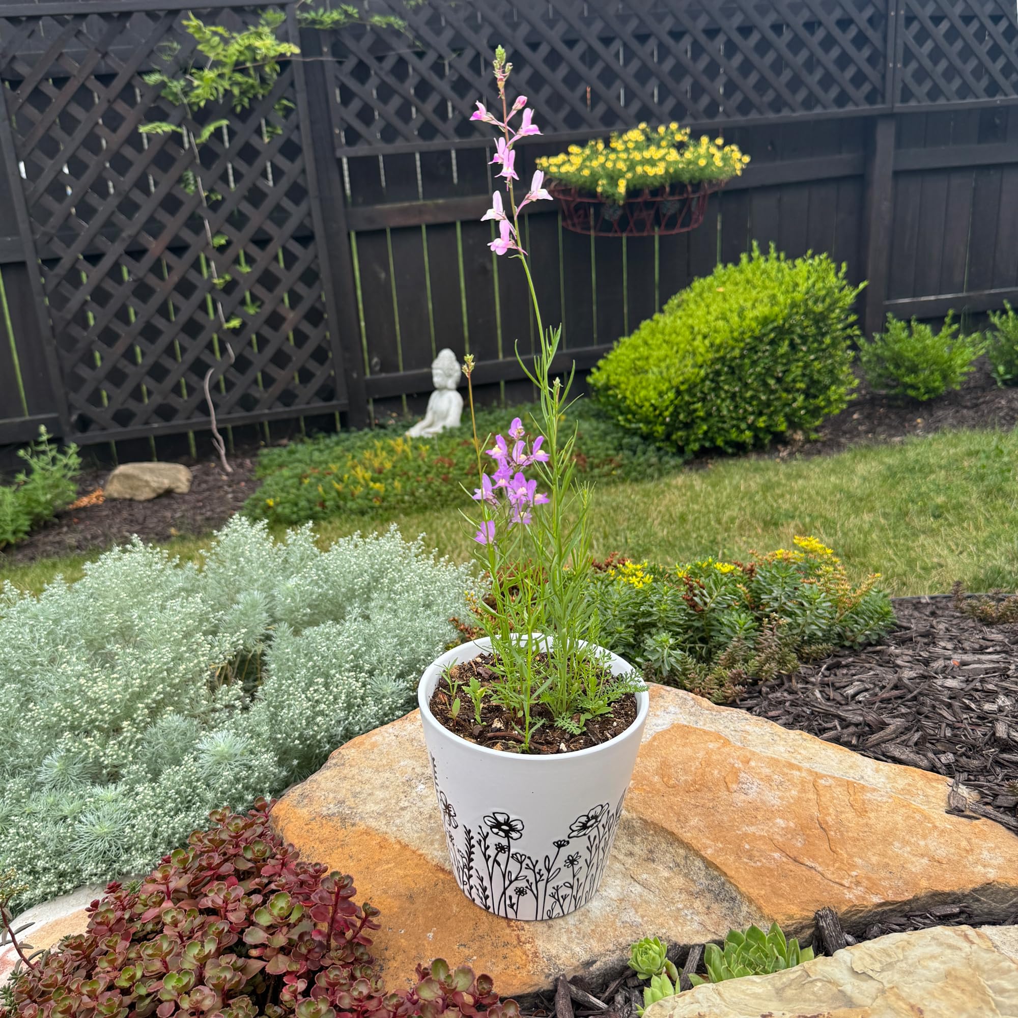 Plantutie lavender seed ball invites fragrant, pollinator-friendly blooms.