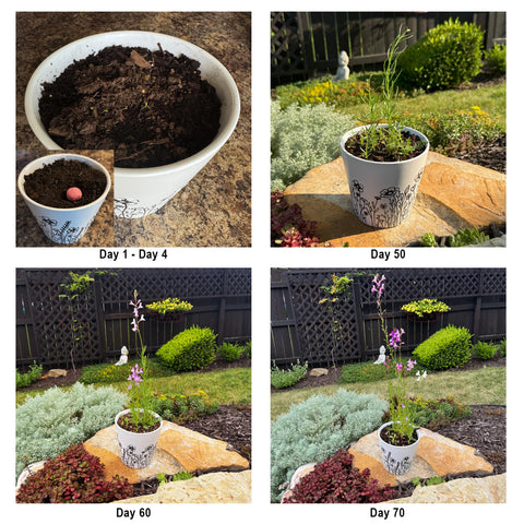 Plantutie light green seed ball creates fresh garden color in containers.
