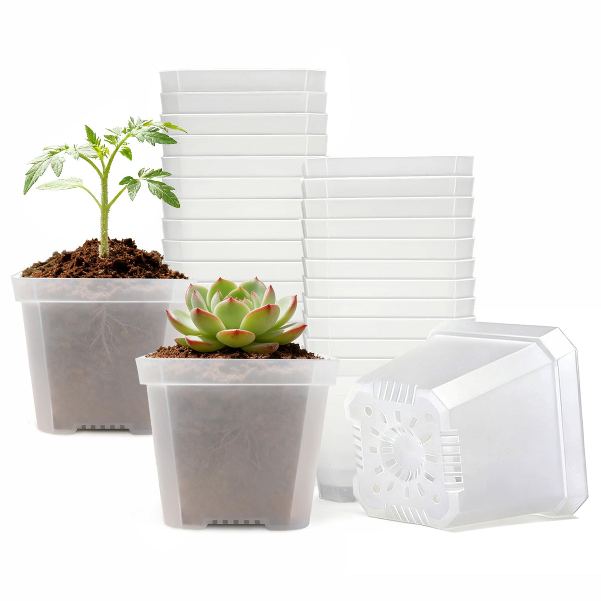 Plgardpo 4-inch clear nursery pot showing roots and moisture for easy care