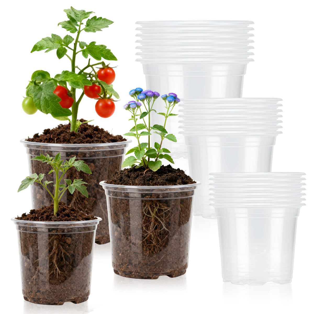 Plgardpo clear 3-inch nursery pot reveals root growth for easy seedling monitoring.