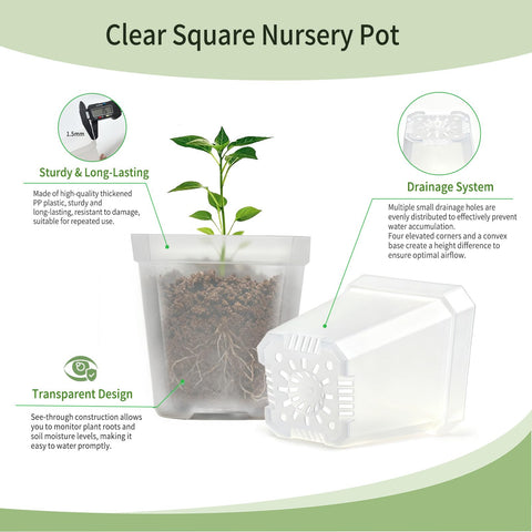 Plgardpo clear nursery pot side view shows square form for space-saving arrangement.