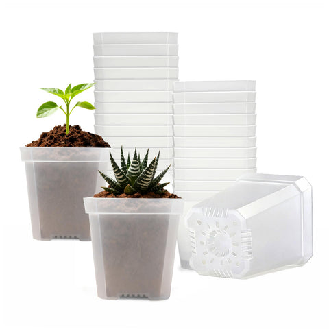 Plgardpo clear nursery pot top view enables root observation and moisture checks.