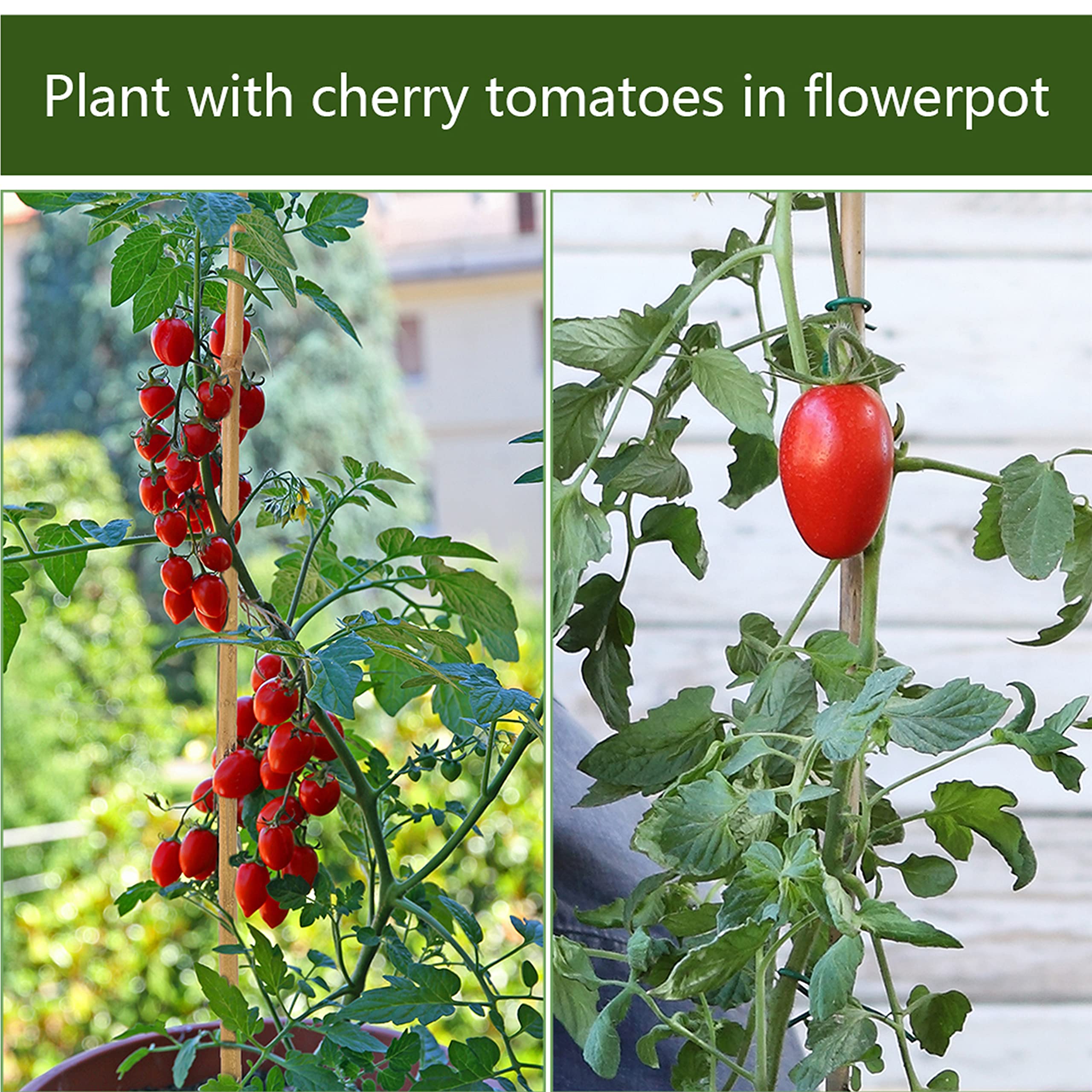 Pllieay bean-support bamboo stake ideal for climbing beans and flowers