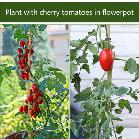 Pllieay bean-support bamboo stake ideal for climbing beans and flowers