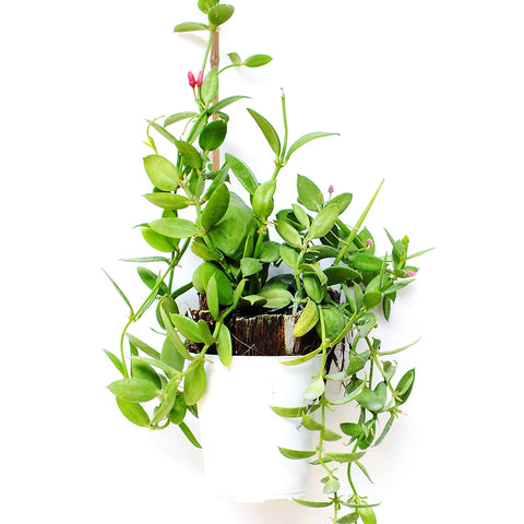 Pllieay mini-tree support bamboo stake sturdy natural option