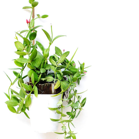 Pllieay reusable-bamboo-stake-16inch: economical, recyclable solution for garden and balcony plants.