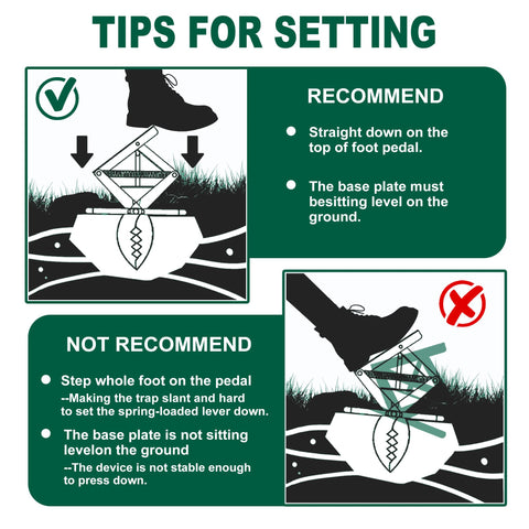 POlAFLEX Mole Trap Scissor 2Pack with dual traps placed in a tunnel for efficiency.