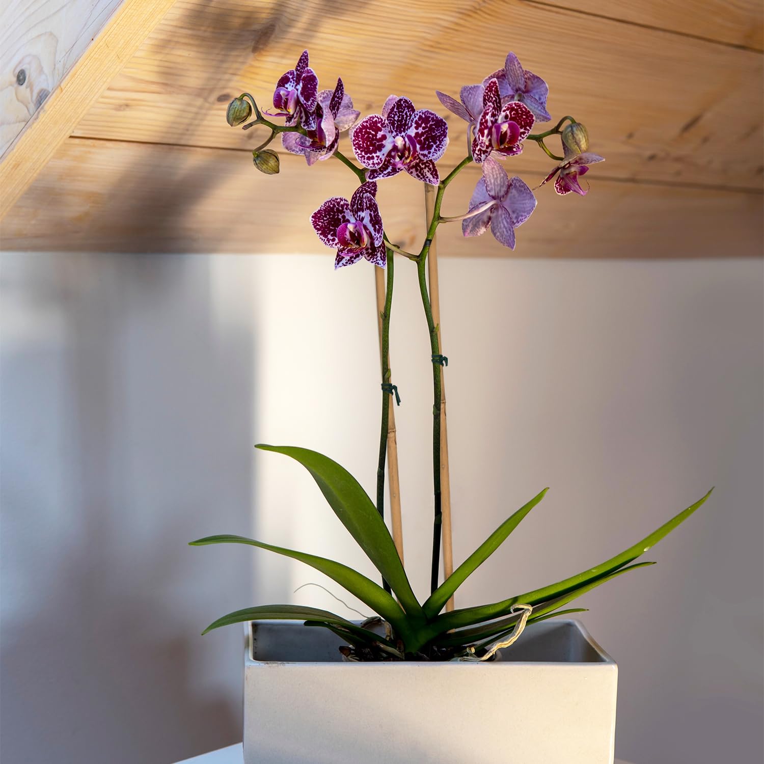 POLIUMB bamboo stake supports potted plants and flowers