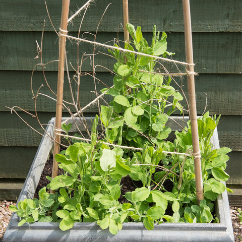 POLIUMB climbing-plants stake setup supports vines and climbers.