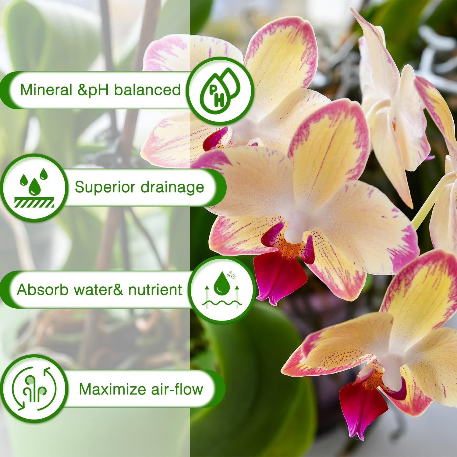 Indoor plants potted with POLIUMB orchid bark mix.