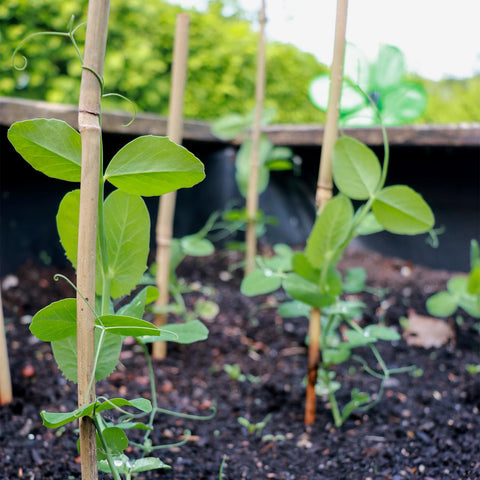 POLIUMB tiebacks for stakes enable quick, tidy plant support