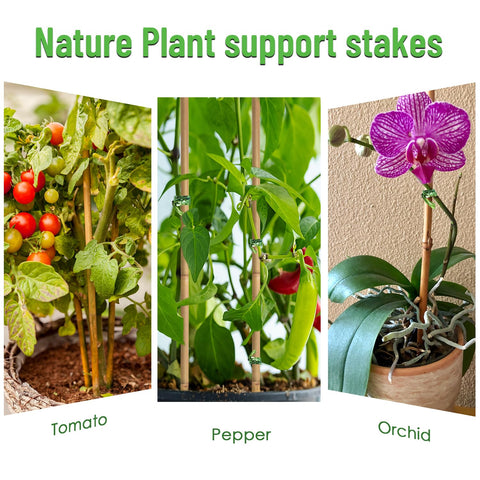 POLIUMB tomato-bean plant support helps tomatoes and beans stand tall.