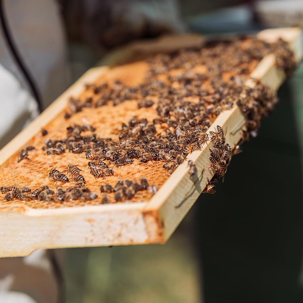 POLLIBEE durable plastic beehive foundation supports long-lasting apiary use.
