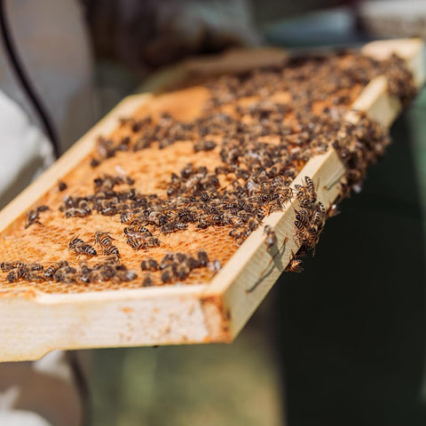 POLLIBEE durable plastic beehive foundation supports long-lasting apiary use.