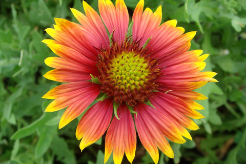 Pollinator-friendly gaillardia seeds ready to sow for bright, heat-tolerant beds.