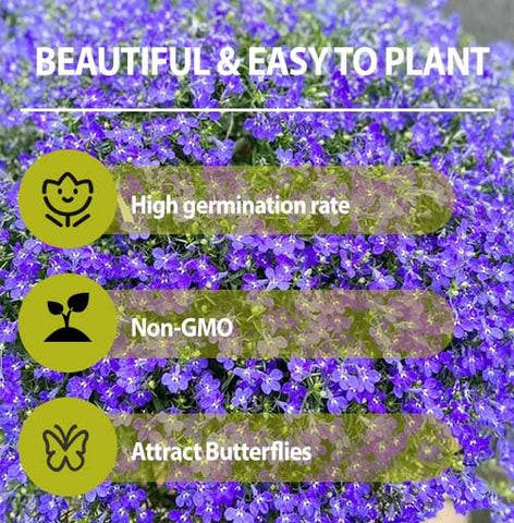 Pollinator-friendly 5200+ Perennial Mixed Lobelia Seeds attract bees and butterflies.