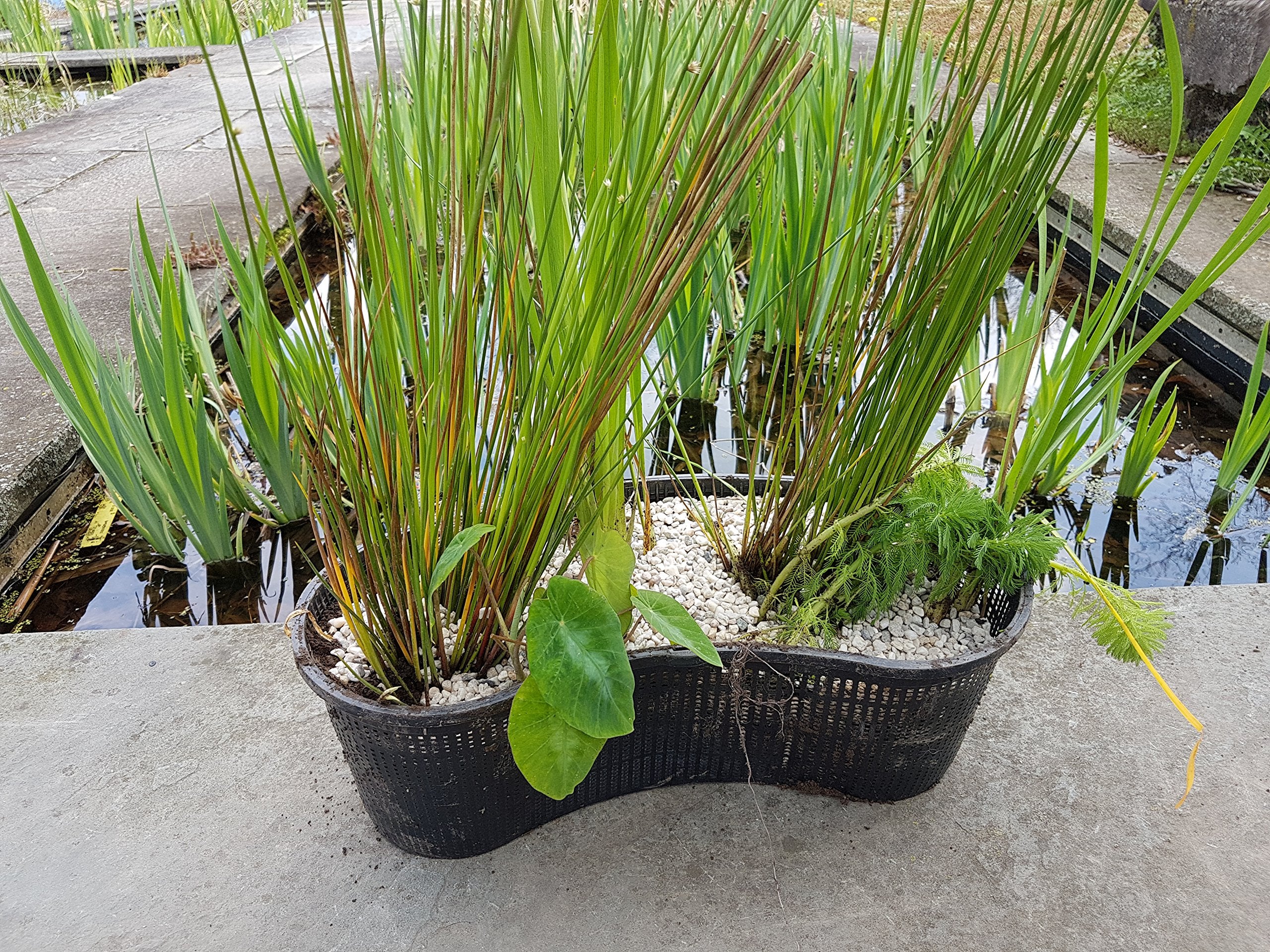 PondH2o micro holes enable pond water exchange while keeping soil contained.