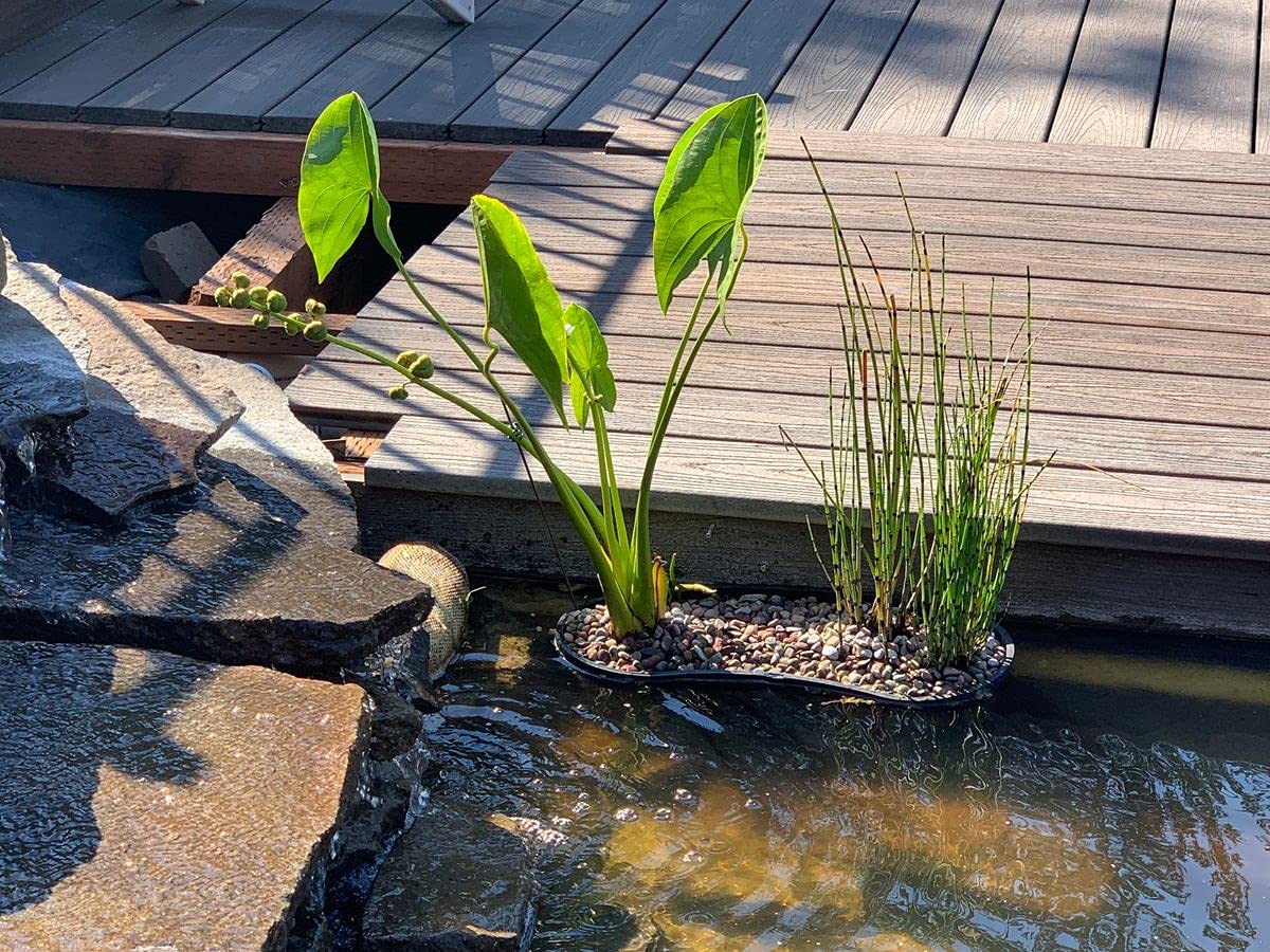 PondH2o root protection basket guards delicate roots from fish nibbling.