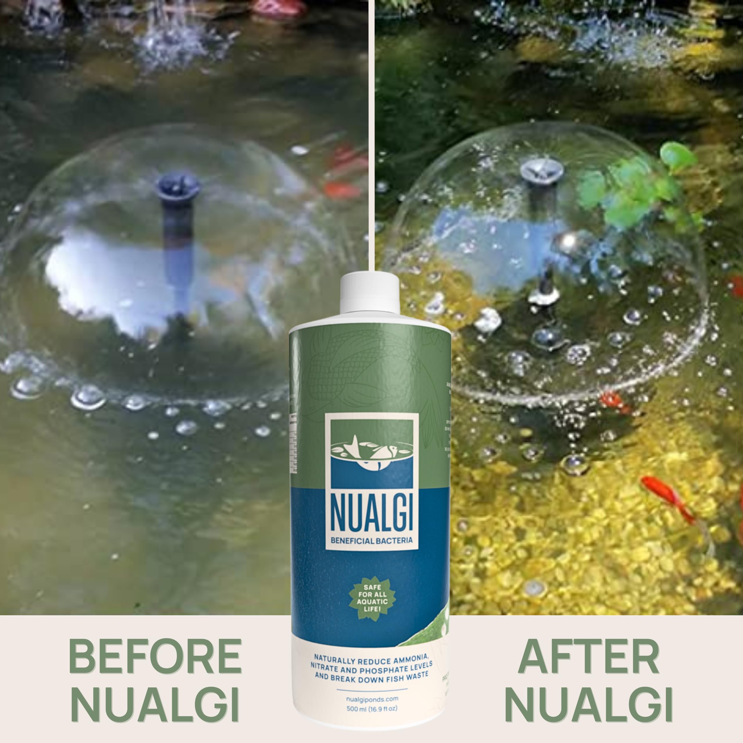 PondPatrol Nualgi bacteria culture close-up highlights robust microbial action for cleaner water.