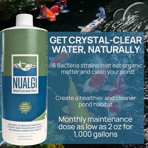 PondPatrol Nualgi promotes crystal-clear pond water with beneficial bacteria at work.