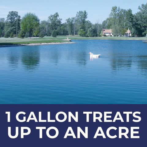 PondValue dye bottle on the pond edge suggests easy application for clearer water.