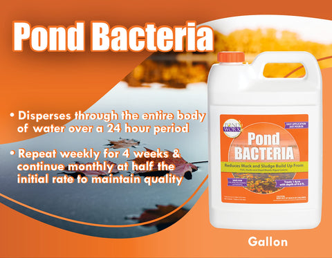 PondWorx Pond Bacteria for koi ponds supports safe, clear water