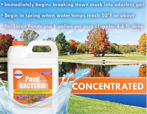 PondWorx Bacteria for water features balances pond ecosystems