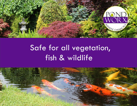 Pond Worx water-feature use image showing immediate recreation-ready water.