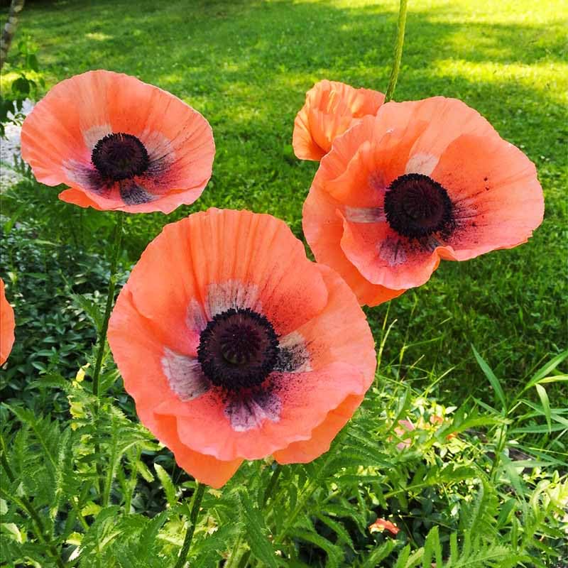 Cut-flower ready poppies from the 11000+ Seeds Poppy Seed Mix for arrangements.