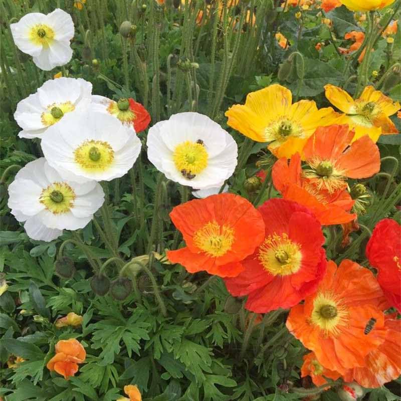 Direct-sow the 11000+ Seeds Poppy Seed Mix in full sun for germination.