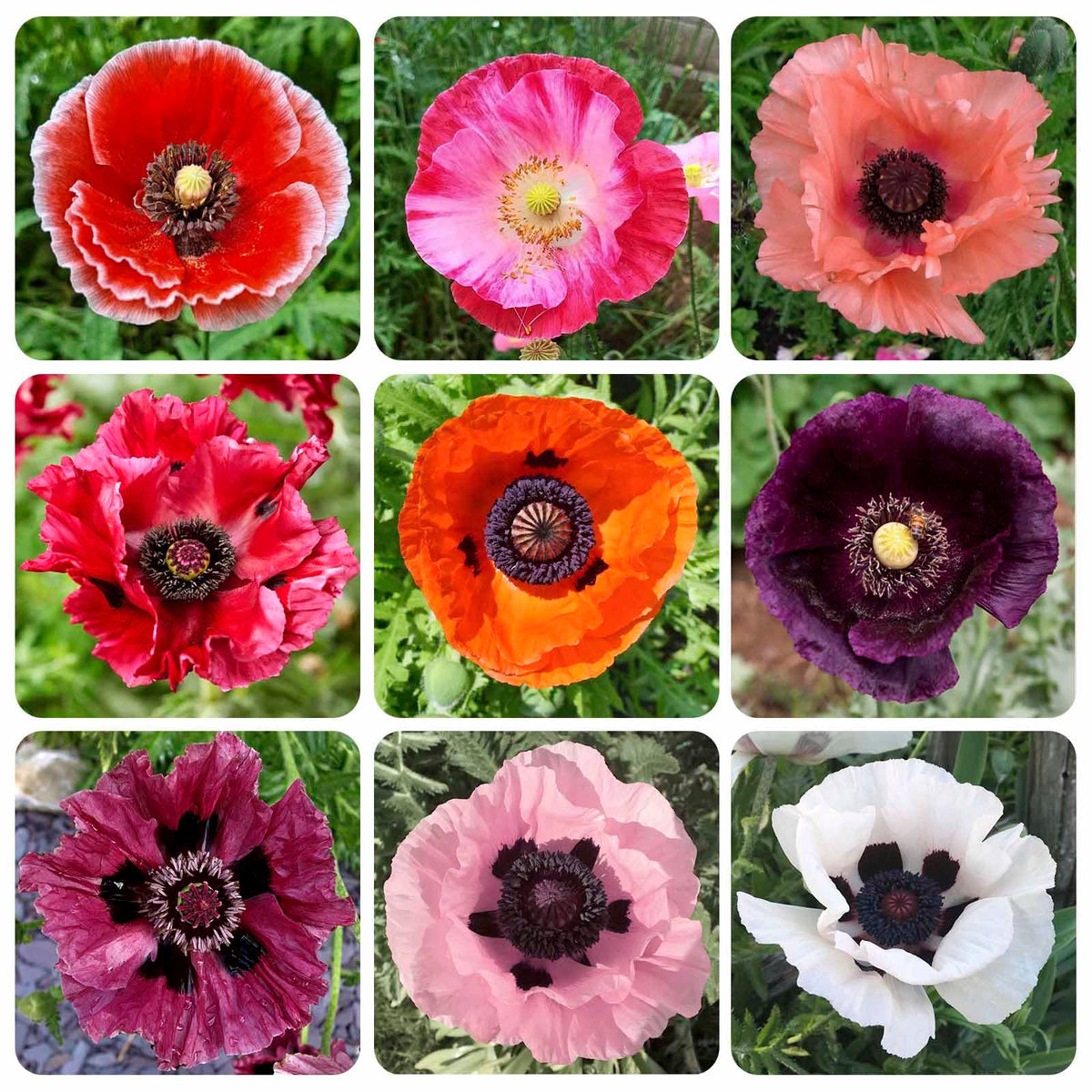 11000+ Seeds Poppy Seed Mix planted in a garden bed for vibrant color.