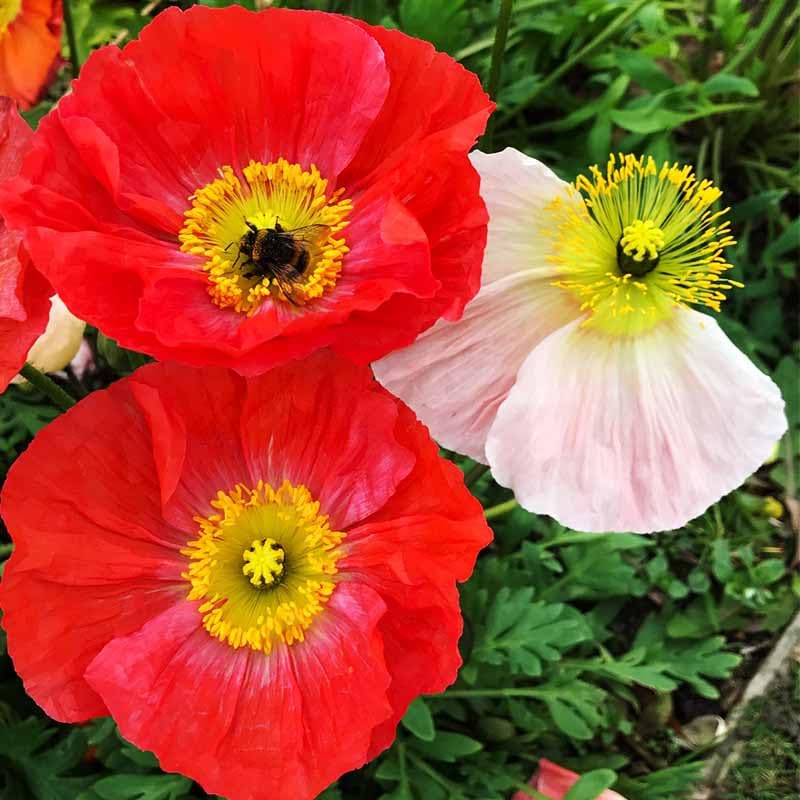 Pollinator-friendly 11000+ Seeds Poppy Seed Mix supports bees in the garden.