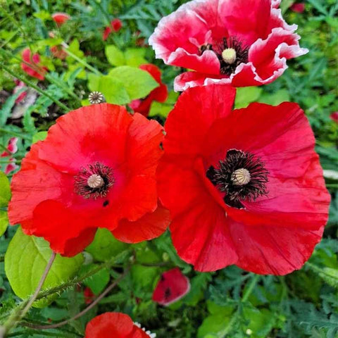 Sunny garden bed with 11000+ Seeds Poppy Seed Mix attracting pollinators.