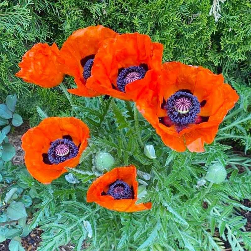 Thin seedlings after germination for better air circulation with 11000+ Seeds Poppy Seed Mix.