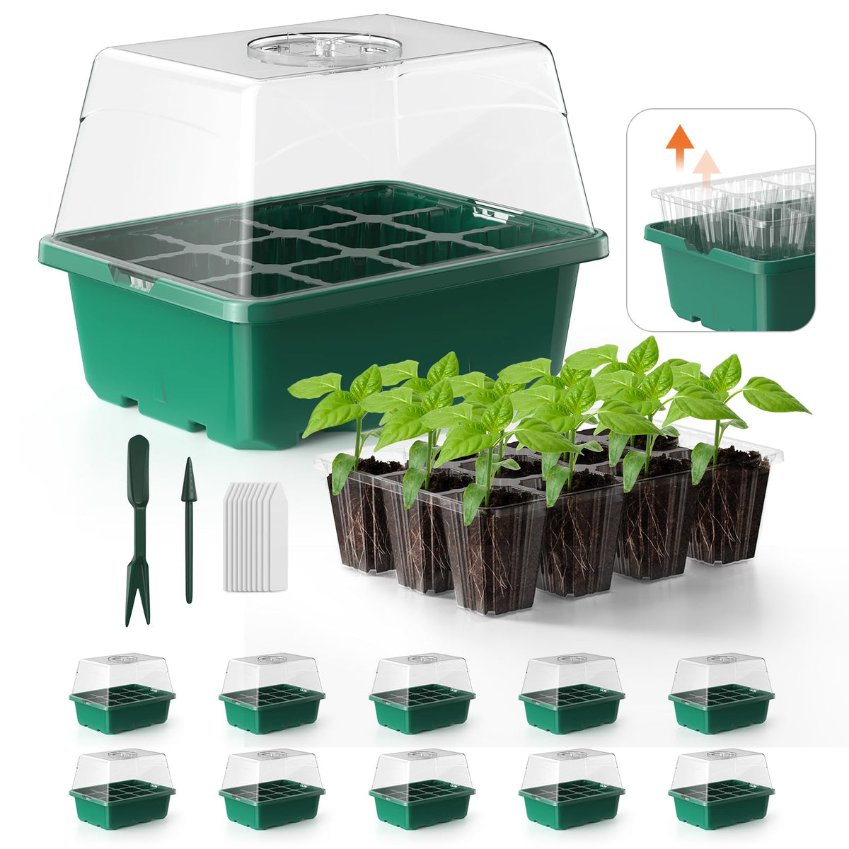 POROLIR seed starter tray with 12 cells supports organized germination.