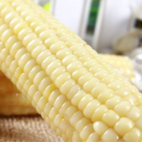 Portal Cool 50 sweet white sticky corn seed for home gardens and easy harvest