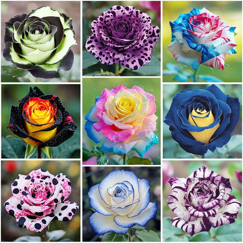 Portulaca Grandiflora seed packet showing mixed colors for sunny borders and containers.