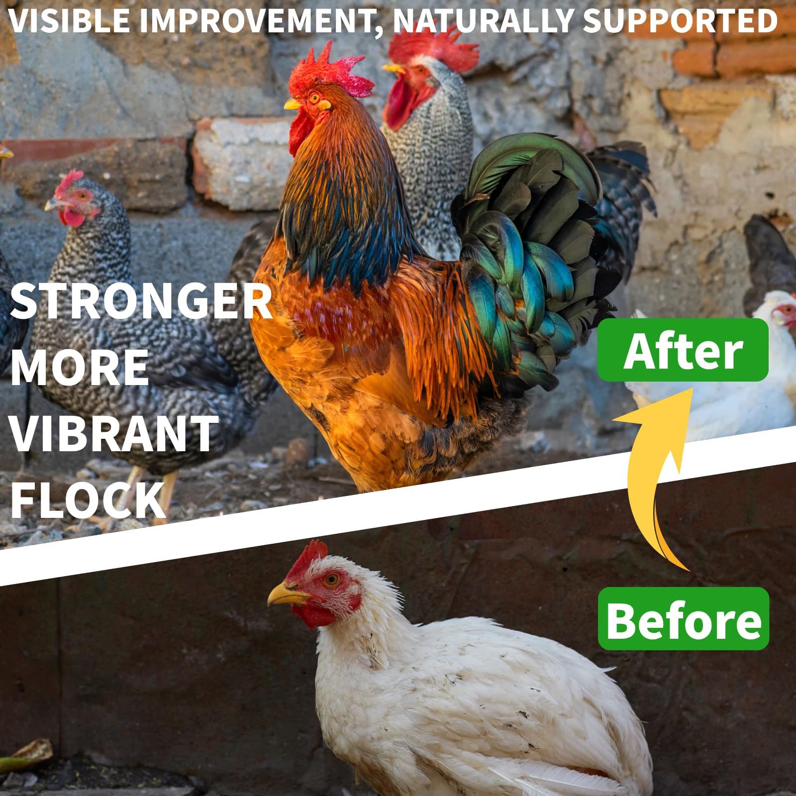 Postaid Ivermect chicken de-wormer flock scene illustrating broad suitability for layers and breeders