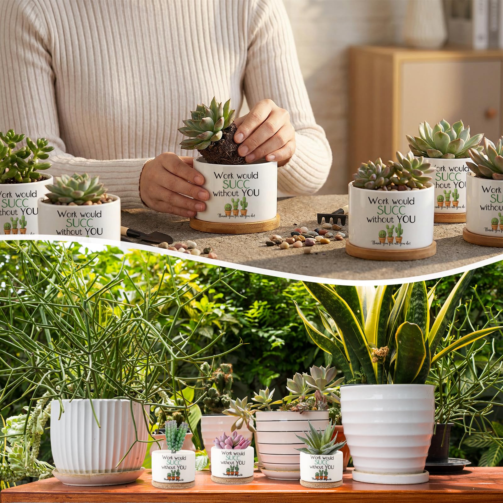 Potchen desk-friendly succulent decor enhances home or office spaces.